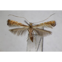 /filer/webapps/moths_gc/media/images/H/heptadeta_Deoptilia_A_ZSM.jpg