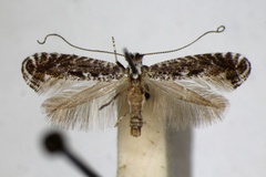 Parornix szocsi