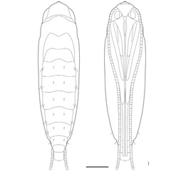 /filer/webapps/moths_gc/media/images/C/chilensis_Leurocephala_pupa_2_Pereira-et-al_2017.jpg