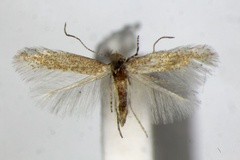 Phyllonorycter bartolomella
