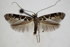 Gracillaria loriolella