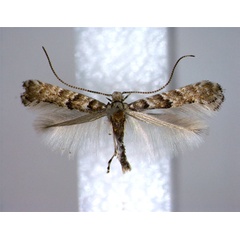 /filer/webapps/moths_gc/media/images/K/kalopanacis_Eumetriochroa_PT_2_EIHU.jpg