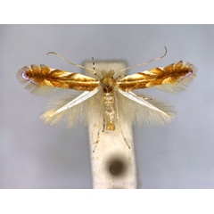 /filer/webapps/moths_gc/media/images/M/mirbeckifoliae_Phyllonorycter_PT_EIHU.jpg