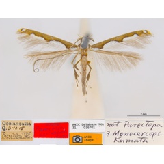 /filer/webapps/moths_gc/media/images/A/actinosema_Monocercops_HT_ANIC.jpg