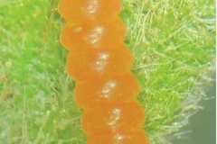Atacamaptilia ambrosiavora