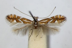 Phyllonorycter hostis