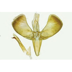 /filer/webapps/moths_gc/media/images/F/falconipennella_Caloptilia_Plant_2022_34d.jpg