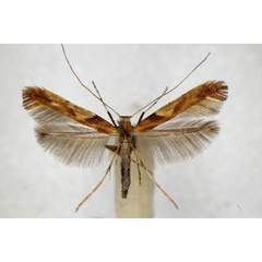 /filer/webapps/moths_gc/media/images/H/hemidactylella_Caloptilia_A_ZSM_2.jpg