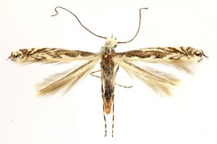 Micrurapteryx caraganella