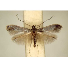 /filer/webapps/moths_gc/media/images/C/cyanolampra_Corythoxestis_PT_TMSA6343.jpg