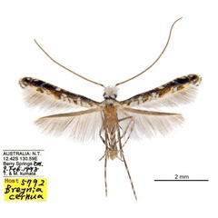 /filer/webapps/moths_gc/media/images/B/breynella_Diphtheroptila_HT_ANIC.jpg