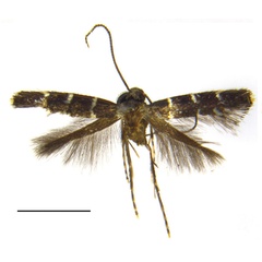 /filer/webapps/moths_gc/media/images/A/alboannulata_Metriochroa_HT_Bai-et-al_2016_142-.jpg