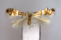 Phyllonorycter acutissimae