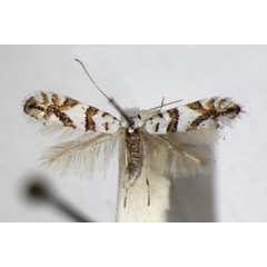 /filer/webapps/moths_gc/media/images/J/joannisi_platanoidella_Phyllonorycter_A_ZSM_2.jpg