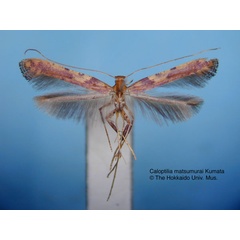 /filer/webapps/moths_gc/media/images/M/matsumurai_Caloptilia_HT_EIHU.jpg