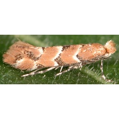 /filer/webapps/moths_gc/media/images/C/cephalariae_Phyllonorycter_A_PathPiva.jpg