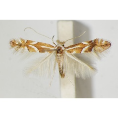 /filer/webapps/moths_gc/media/images/M/monspessulanella_Phyllonorycter_A_ZSM_3.jpg