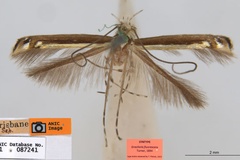 Acrocercops fluorescens