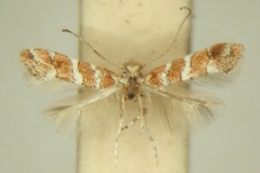 Phyllonorycter melhaniae