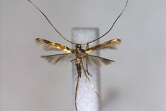 Chrysocercops azmii