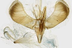 Caloptilia conimbricensis