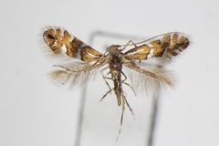 Phyllonorycter aino