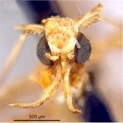 /filer/webapps/moths_gc/media/images/P/panconita_Murwillumba_PT_A13_head1_De-Prins-et-al_2025_299.jpg