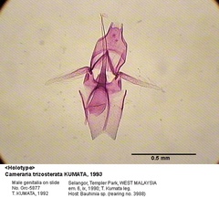 /filer/webapps/moths_gc/media/images/T/trizosterata_Cameraria_GM_HT_5877_EIHU.jpg