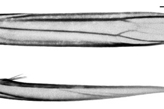 Diphtheroptila ochridorsellum