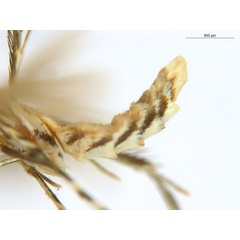 /filer/webapps/moths_gc/media/images/B/breynella_Diphtheroptila_PT2_abdomen_ANIC.jpg