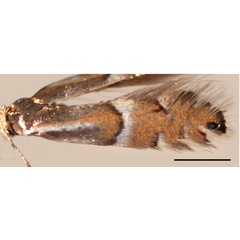 /filer/webapps/moths_gc/media/images/U/ulmifoliella_Phyllonorycter_A_Kirichenko-et-al_2019_14.jpg