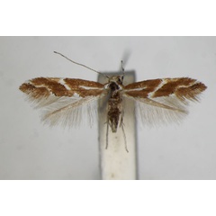 /filer/webapps/moths_gc/media/images/M/millierella_Phyllonorycter_A_ZSM_3.jpg