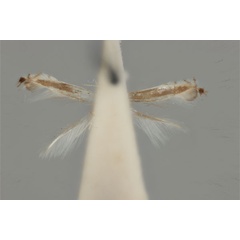 /filer/webapps/moths_gc/media/images/E/eurymochla_Phyllocnistis_ST_ANIC31-076539_ventral.jpg