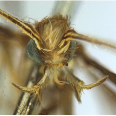 /filer/webapps/moths_gc/media/images/C/crotonella_Diphtheroptila_PT10_head1_ANIC.jpg