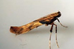 Caloptilia hemidactylella