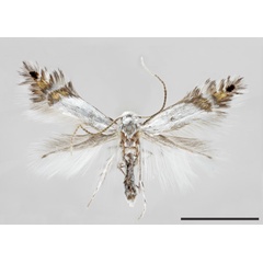 /filer/webapps/moths_gc/media/images/P/puyehuensis_Phyllocnistis_HT_ZMUC.jpg