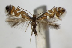 Phyllonorycter strigulatella