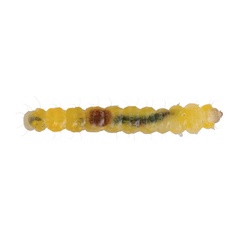 /filer/webapps/moths_gc/media/images/R/robiniella_Macrosaccus_larva_Schacht-etal_2026_81.jpg