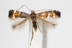 Phyllonorycter viciae