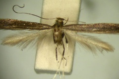 Caloptilia porphyranthes
