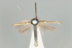 Cuphodes pyrochroma