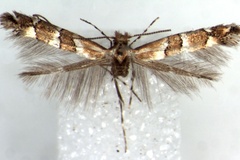 Phyllonorycter albertinus