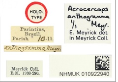 /filer/webapps/moths_gc/media/images/A/anthogramma_Acrocercops_HT_010922940_BMNH_Labels.jpg
