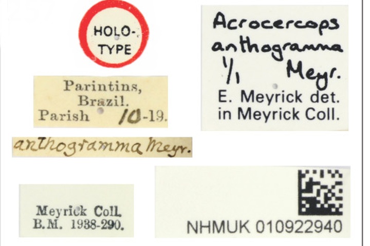 /filer/webapps/moths_gc/media/images/A/anthogramma_Acrocercops_HT_010922940_BMNH_Labels.jpg