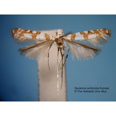 /filer/webapps/moths_gc/media/images/C/corticicola_Spulerina_HT_EIHU.jpg