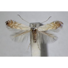 /filer/webapps/moths_gc/media/images/H/harrisella_Phyllonorycter_A_ZSM_3.jpg