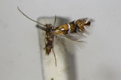 Phyllonorycter anderidae