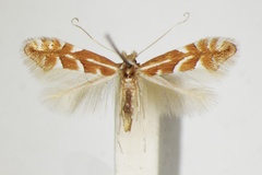 Phyllonorycter monspessulanella