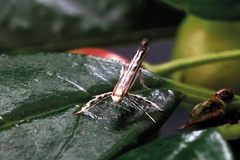 Cuphodes spermotrophus