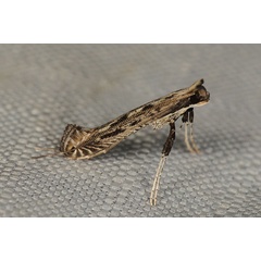 /filer/webapps/moths_gc/media/images/V/virgata_Pleiomorpha-_Johan-Heyns_SA7.jpg